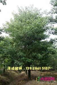 大福木棉