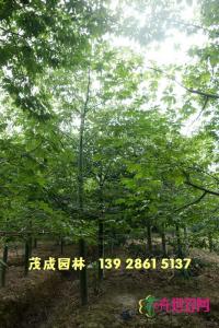 大腹木棉